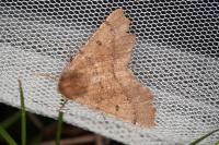 Odontopera bidentata