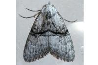Meganola togatulalis