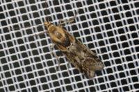 Ancylosis cinnamomella