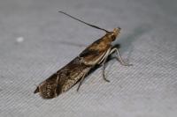 Ancylosis cinnamomella