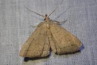 Herminia tarsipennalis