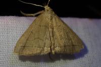 Herminia tarsipennalis