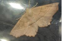 Gerinia honoraria