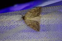 Pachycnemia hippocastanaria hippocastanaria
