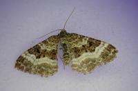 Epirrhoe alternata