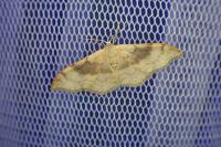 Idaea degeneraria