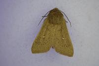 Mythimna sicula
