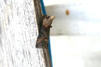 Abrostola triplasia