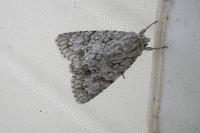 Acronicta aceris