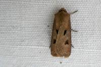 Agrotis exclamationis exclamationis