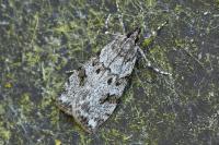 Scoparia ambigualis