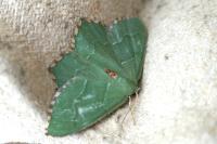 Hemithea aestivaria