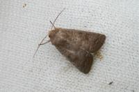Hoplodrina ambigua