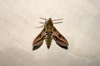 Hyles euphorbiae