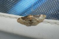Idaea filicata