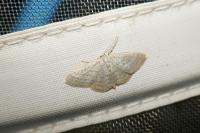 Idaea subsericeata