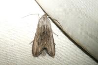 Cucullia tanaceti
