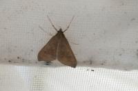 Mecyna asinalis