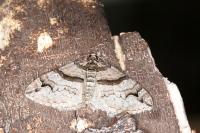 Pareulype berberata berberata