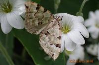 Colostygia pectinataria