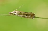 Crambus lathoniellus
