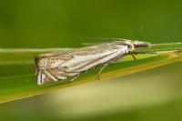 Crambus lathoniellus