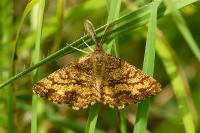 Ematurga atomaria