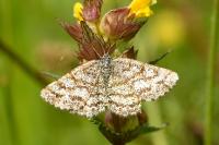 Ematurga atomaria