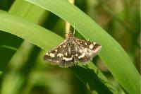 Pyrausta purpuralis