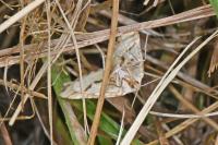 Aspitates ochrearia