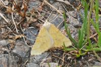 Aspitates ochrearia