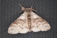 Calliteara pudibunda