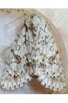 Acronicta aceris