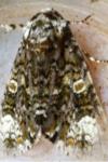 Craniophora ligustri