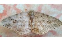 Ectropis crepuscularia