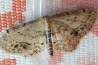 Idaea dimidiata