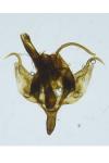 Xanthorhoe spadicearia