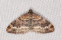 Xanthorhoe spadicearia