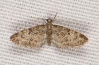 Eupithecia dodoneata