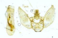 Eupithecia dodoneata