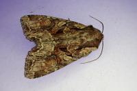 Lacanobia thalassina