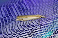 Crambus pascuella