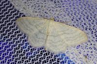 Idaea subsericeata