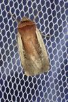 Ochropleura plecta