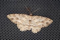 Ectropis crepuscularia