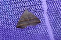 Colobochyla salicalis