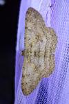Hypomecis punctinalis
