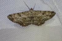 Peribatodes rhomboidaria rhomboidaria