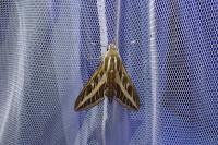 Hyles livornica