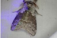 Calliteara pudibunda